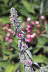 Macro image of sunlit Lamb's ear blooms, Devon, England
