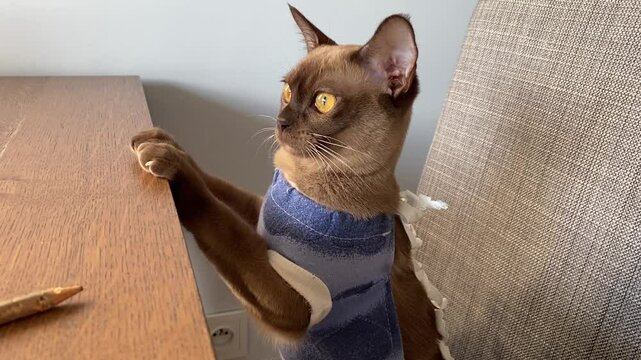 Pet sterilization concept. Adorable kitty portrait in special suit bandage recovering after surgery.  Postoperative bandage. Care of a pet after a cavitary operation. Castration, sterilization.