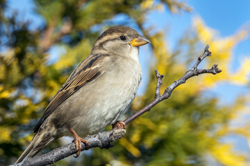 Close Up of a Female House Sparrow Perched on a Tree Branch