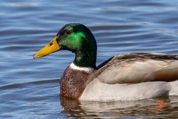 Close Up of a Male Mallard Duck on Water