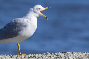 Close Up of a Ring-Billed Gull with an Open Mouth on a Rocky Shoreline