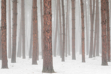 Pine Trees in Snow on a Foggy Day