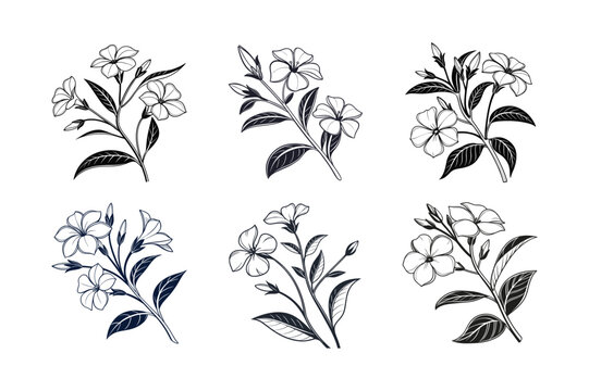 Periwinkle (Vinca spp.) silhouette vector illustration