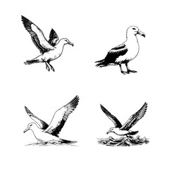Albatross