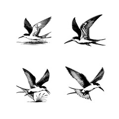 Black Skimmer