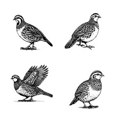Bobwhite Quail