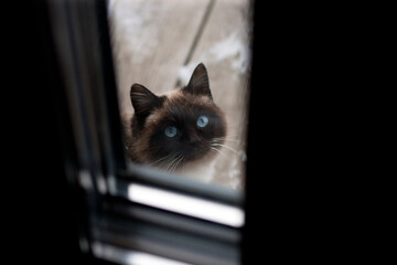  portrait of a blue eyed cat