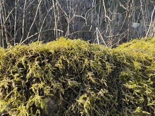 moss on the ground