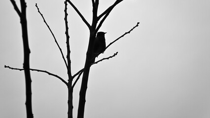 Silhouette of a bird perched on bare branches against an overcast sky.