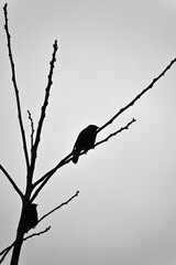 Silhouette of a bird perched on bare branches against an overcast sky.