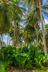 Obraz premium Flora on Thoddoo Island in the Maldives