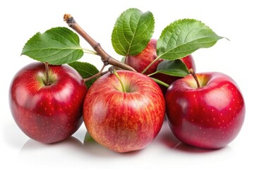 A crisp white background showcases a branch laden with ripe apples.  Ideal autumn harvest stock photo for healthy eating campaigns.