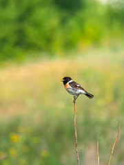 A male stonechat sits on a bush branch