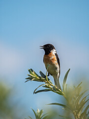A male stonechat sits on a bush branch