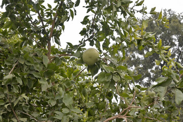 A dense cluster of green foliage and round green fruits is visible.