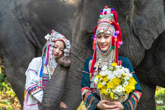 Young pretty female akha hilltribes in colorful traditional tribal costume holding flower standing with friendly elephant