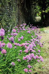 Obraz premium Bed of sunlit Chive blooms, Devon England 