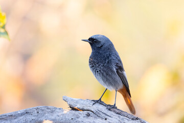 The black redstart (Phoenicurus ochruros) 
