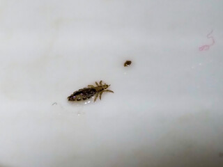 Close-up of a head louse on a white surface with a small brown spot nearby