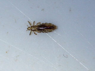 Close-up of a head louse on a white surface, showing detailed features and texture