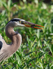 Great Blue Heron holding Fish