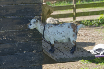 Seitenansicht einer Ziege