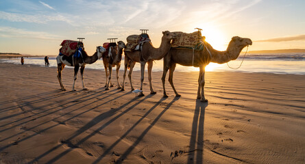 Essaouira is a port city and resort on Morocco’s Atlantic coast
