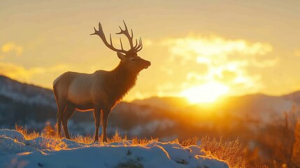 Majestic elk sunset, winter mountains, wildlife, nature