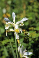 Closeup of a sunlit white and yellow Blue iris, Devon England
