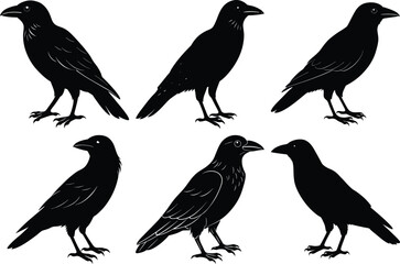 Fototapeta premium Black Crow Silhouettes, Drawing Crow Bird Silhouette vector set