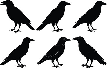 Fototapeta premium Black Crow Silhouettes, Drawing Crow Bird Silhouette vector set