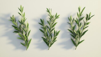 Fototapeta premium Three fresh green olive branches on light background: nature, foliage, and botanical beauty