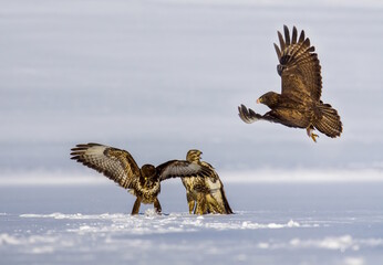Common buzzard (Buteo buteo) in flying, fighting buzzards in natural habitat, hawk bird on the...