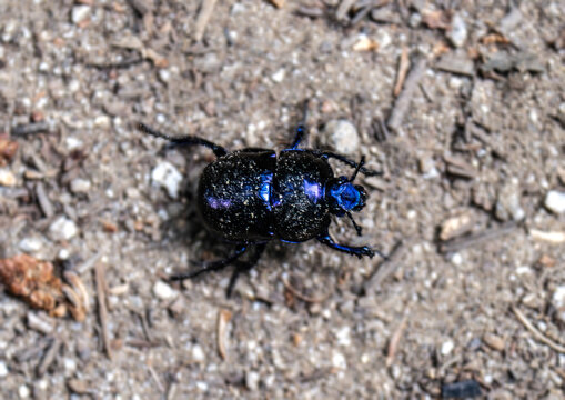 G&eacute;otrupe des bois ou G&eacute;otrupe forestier ou Bousier commun (Anoplotrupes stercorosus)