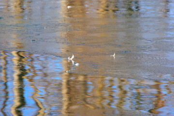 Floating feathers on icy reflections at Stempflesee, Augsburg, Germany – February 19, 2025..
