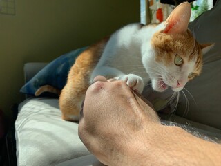 ginger cat lying down on the bed and attack her owner hand