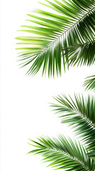 Fototapeta premium palm leaf isolated on white background