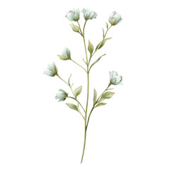  Flower Stem on transparent background