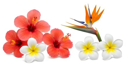 A set of exotic and tropical flowers, like hibiscus, bird of paradise, and plumeria, isolated on a white background. Great for banner designs and editorial use