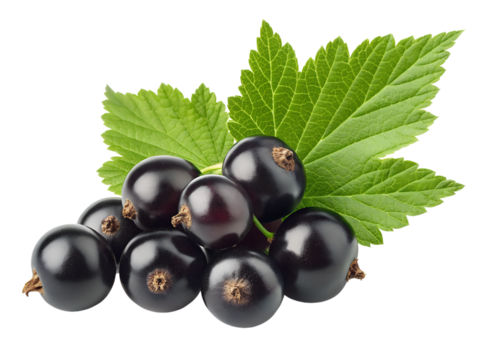 Fresh blackcurrants with green leaves arranged attractively on a white background for use in various culinary applications and health benefits