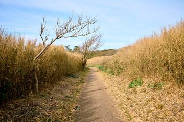 背の高い草に囲まれた遊歩道
