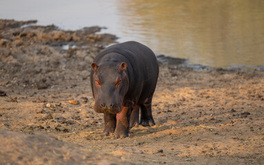 African animals Hippopotamus - Hippo, in Kruger Nationalpark South Africa