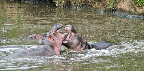 Fototapeta premium parcelasenlaluna