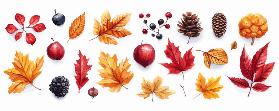 Autumn leaves and forest berries arrangement with pinecones and nuts on white background. Vector