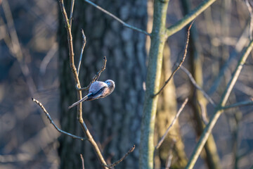 Tiny acrobat of the avian world, a Long-tailed Tit perches delicately on a winter branch, its...
