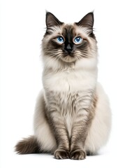 Obraz premium A white and brown cat with blue eyes sits on a white surface