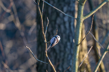 Tiny acrobat of the avian world, a Long-tailed Tit perches delicately on a winter branch, its...