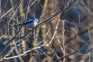 Tiny acrobat of the avian world, a Long-tailed Tit perches delicately on a winter branch, its...