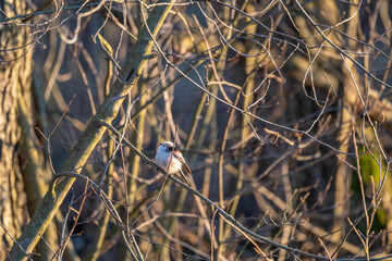Tiny acrobat of the avian world, a Long-tailed Tit perches delicately on a winter branch, its fluffy plumage and curious gaze capturing the beauty of nature's small wonders.