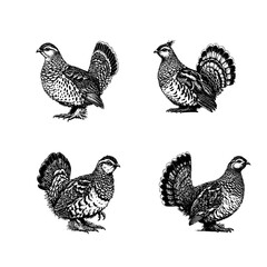 Ruffed Grouse